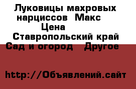 Луковицы махровых нарциссов. Макс.  › Цена ­ 20 - Ставропольский край Сад и огород » Другое   